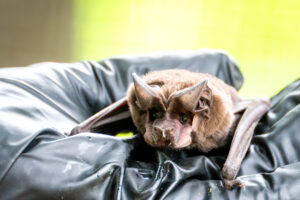 Image of a bat
